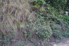 Pouzolzia pentandra